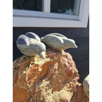 Birds on rocks
