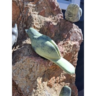 Birds on rocks