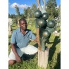 William-Klifberforce Chewa